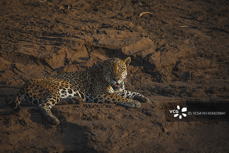 坦博帕塔国家保护区的野生动物图片素材