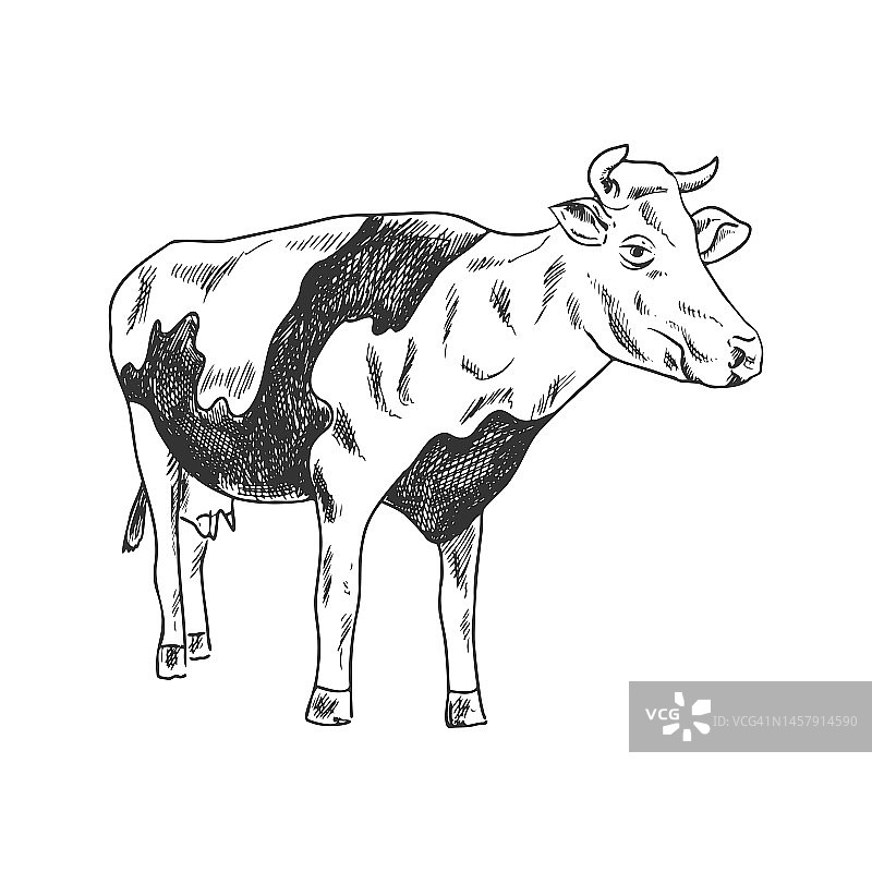 一只斑点奶牛的手绘素描。的插图。用于标签、包装和明信片设计的元素。图片素材