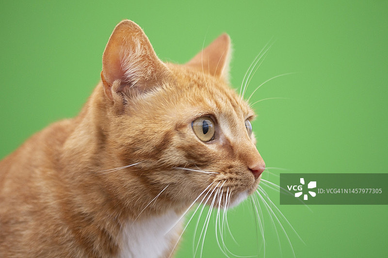 绿色背景上的猫肖像图片素材