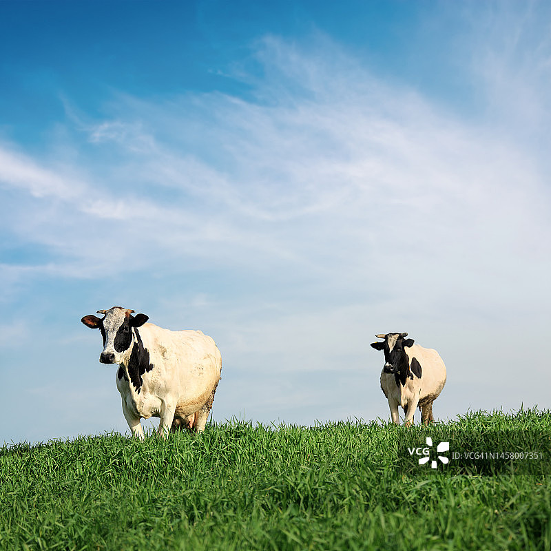 有机农场牛在绿色乡村景观图片素材