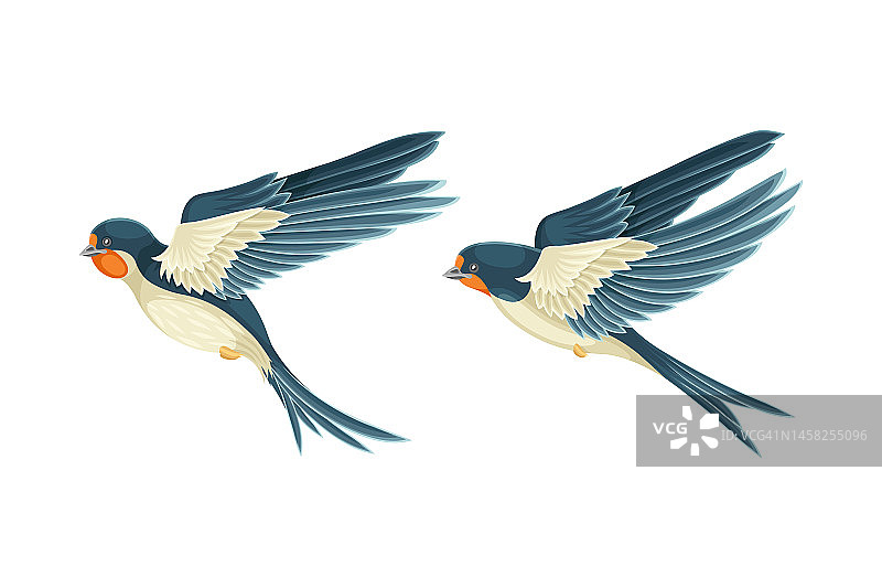燕子或马丁雀鸟与长尾巴和尖翅膀矢量集图片素材