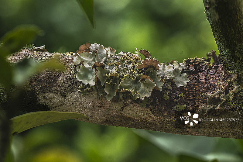 森林里树上的苔藓，特写照片图片素材