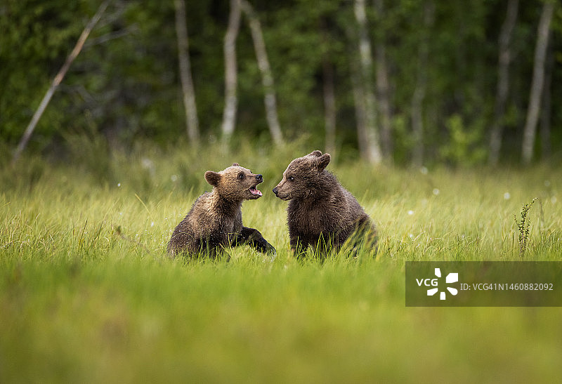 芬兰北部森林里的棕熊摄影图片素材