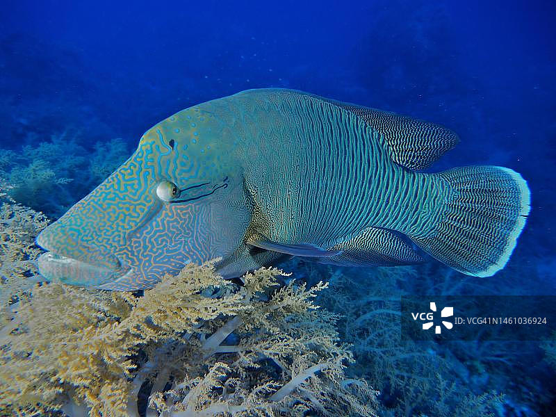 红头濑鱼，代达罗斯礁潜水地点，埃及，红海图片素材