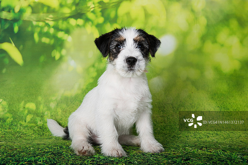 杰克罗素梗小狗破毛狗在一个绿色的背景图片素材