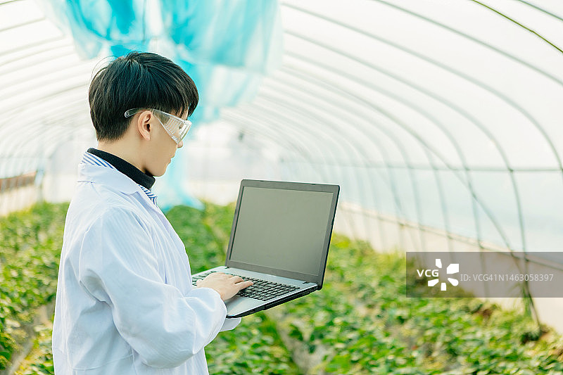 一位男性植物学家用笔记本电脑研究和检查草莓园的种植情况图片素材