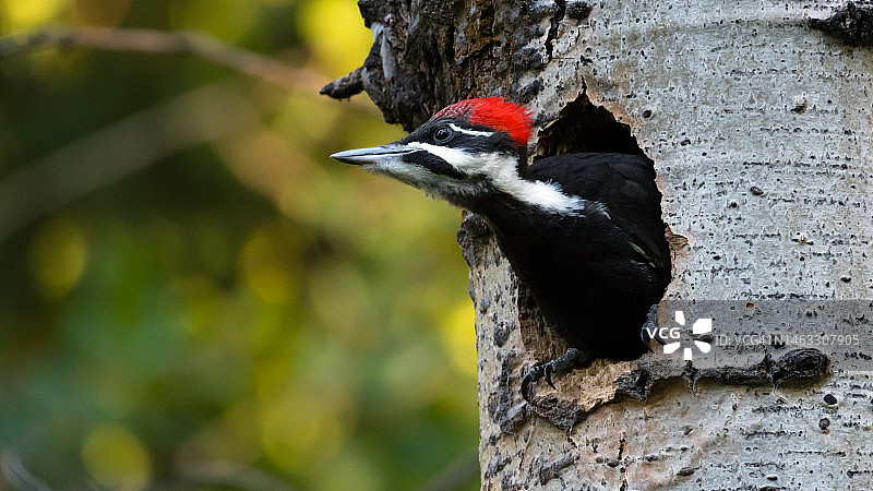 雌性冠啄木鸟巢洞在树上野生动物摄影图片素材