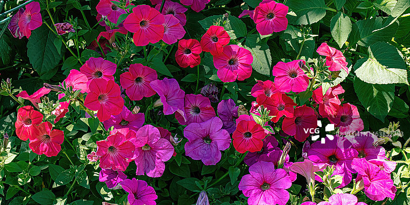 粉红色开花植物的高角度视图，尼纳，威斯康辛州，美国图片素材