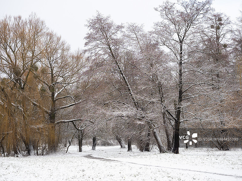梦幻般的冬季景观与冰雪覆盖的树木在公园图片素材