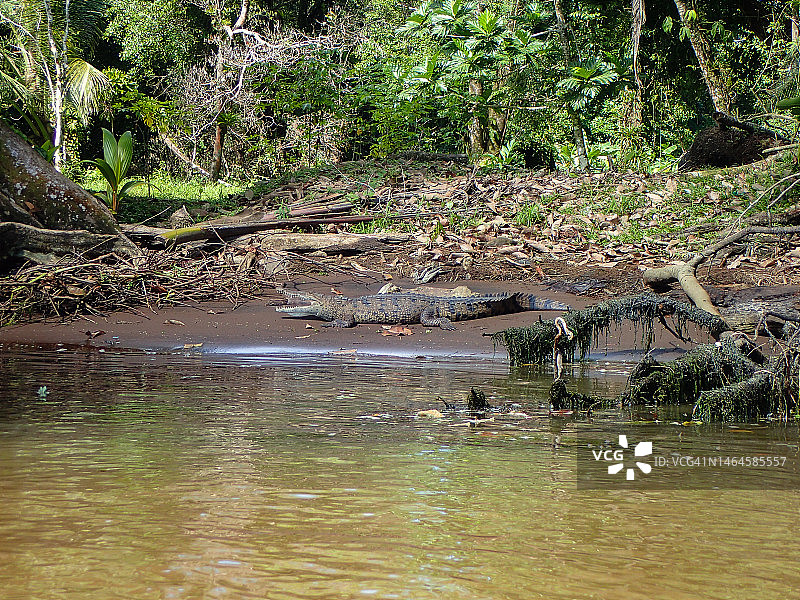 美洲鳄鱼(Crocodylus acutus)，哥斯达黎加Tortuguero国家公园图片素材