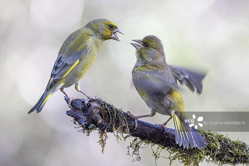 西班牙埃斯特雷马杜拉，卡塞雷斯省，欧洲绿翅雀正在喂幼鸟图片素材
