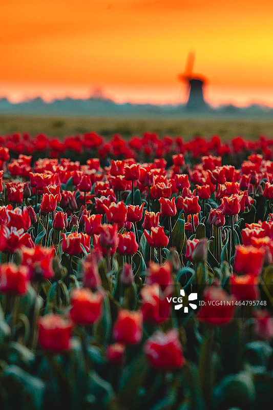 荷兰北部的春天景色，日出时的郁金香田和风车图片素材