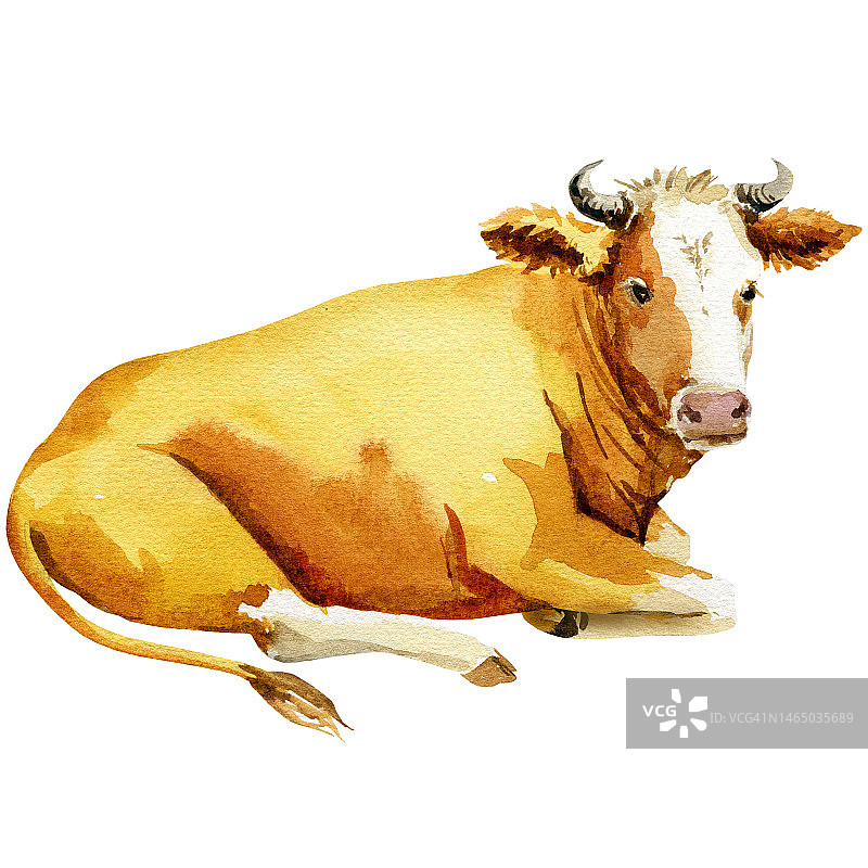 水彩画的牛，手绘素描，姜农场动物，宠物，躺在白色背景上的牛图片素材
