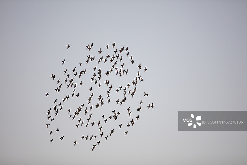 一群欧椋鸟在蓝天上飞翔。图片素材