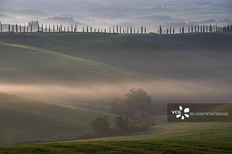 意大利锡耶纳省托斯卡纳的丘陵景观，雾蒙蒙的气氛和柏树(柏树)，晨光图片素材