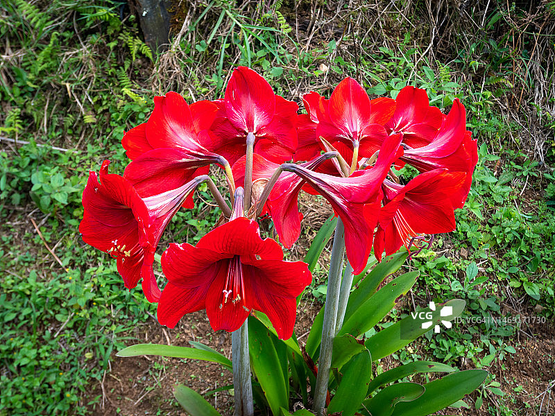 红色的花被称为条纹巴巴多斯百合(Hippeastrum striatum)在花园里图片素材