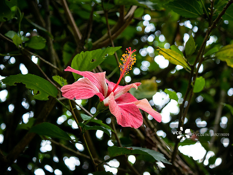 被称为中国玫瑰，夏威夷芙蓉，玫瑰锦葵和鞋黑植物(芙蓉rossa - sinensis)。在哥伦比亚安蒂奥基亚的杰里科，一个阳光灿烂的日子里，花园里的粉红色花图片素材