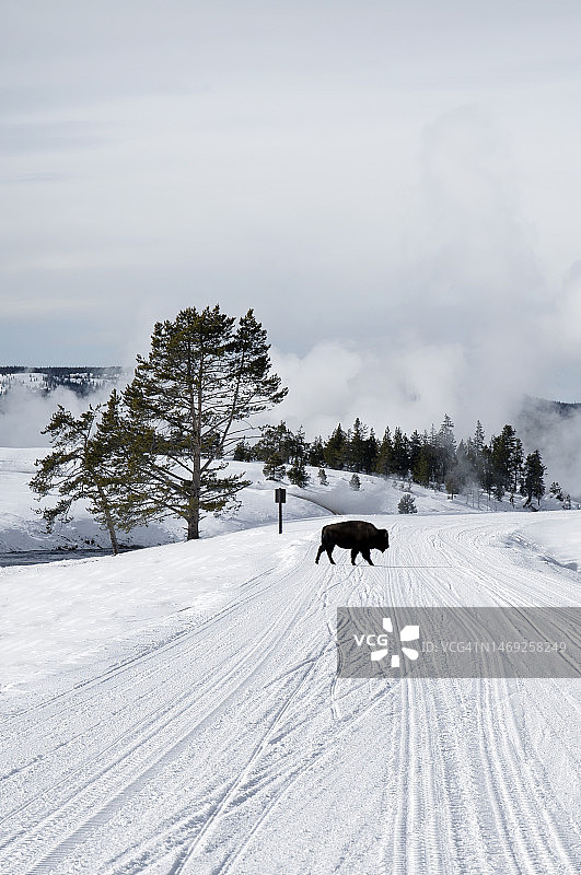 野牛穿越雪路。图片素材