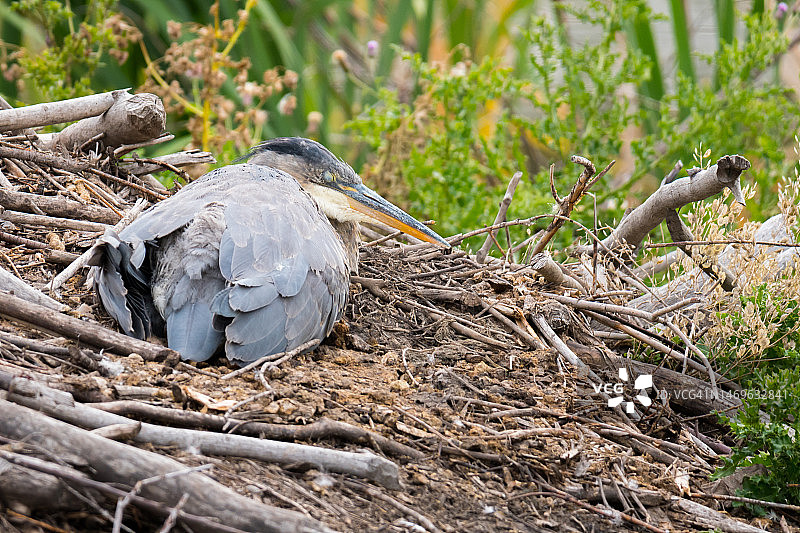鸟巢中的大蓝鹭鸟图片素材