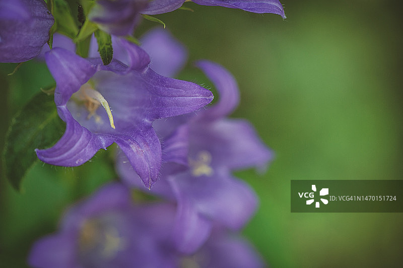 美丽的蓝色花朵在绿色的自然背景图片素材