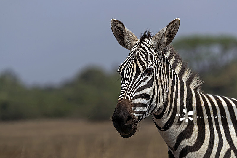 肯尼亚田野上平原波切尔斑马的特写图片素材