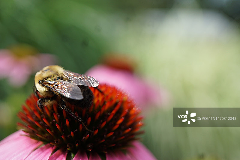 蜜蜂在花上授粉的特写，伊利诺伊州，美国，美国图片素材