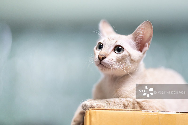 可爱的猫宝宝是在模糊的背景纸盒子顶部。可爱的小猫正坐着抬头看天花板。图片素材