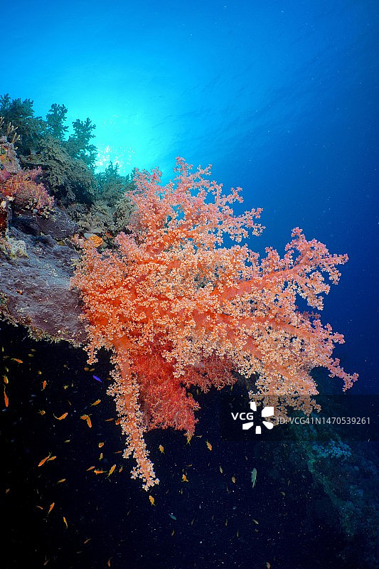 铁血树珊瑚(铁血树珊瑚)，有开放的珊瑚虫。潜水地点Giannis D沉船，赫尔加达，埃及，红海图片素材
