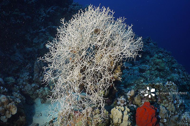 丛林结珊瑚(Clathraria rubrinodis)，结珊瑚，潜水地点房子礁，红树林湾，El Quesir，红海，埃及图片素材