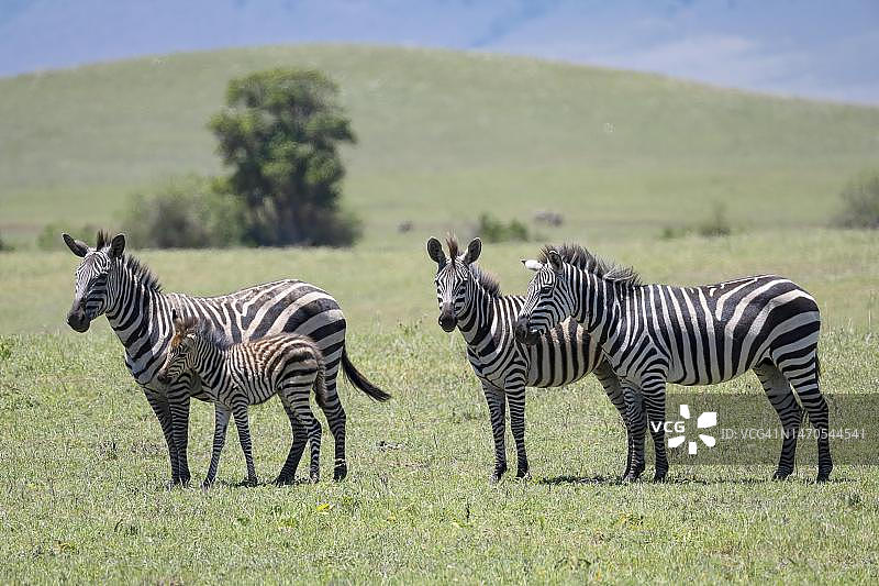 平原斑马或马斑马，一群带着小马驹的母马，坦桑尼亚恩戈罗恩戈罗保护区图片素材