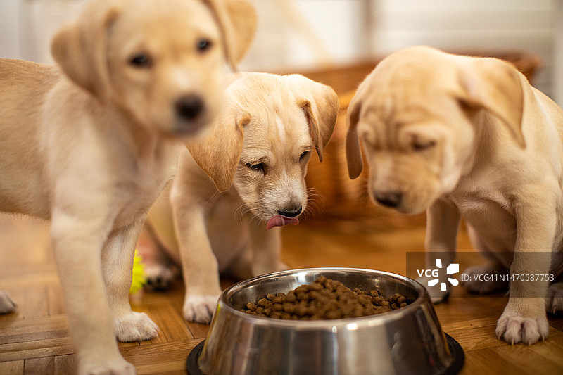 可爱的小狗从它们的碗里吃东西图片素材