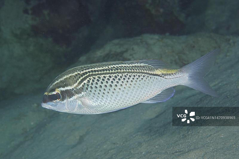 阿拉伯单眼鲷(Scolopsis ghanam)， Torfa Lassal珊瑚礁潜水地点，El Quesir，红海，埃及图片素材