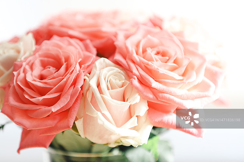粉红色和白色的玫瑰花束与白色背景，选择性聚焦图片素材