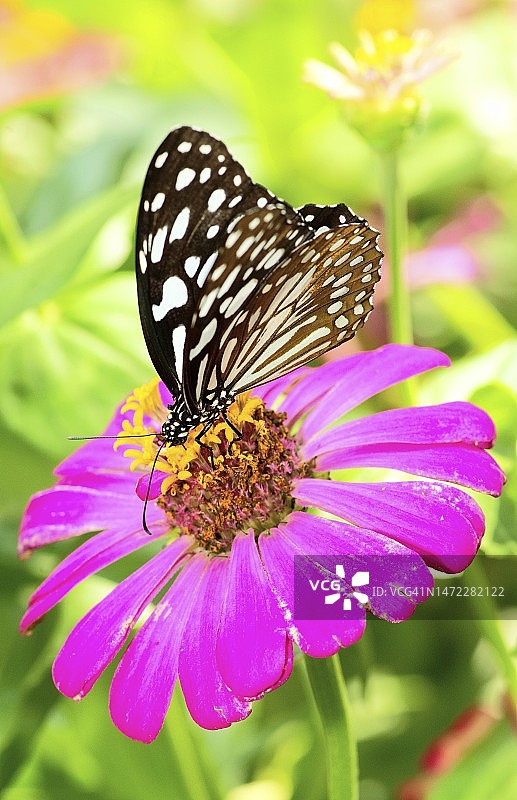 蝴蝶喝粉红花的汁——动物行为。图片素材