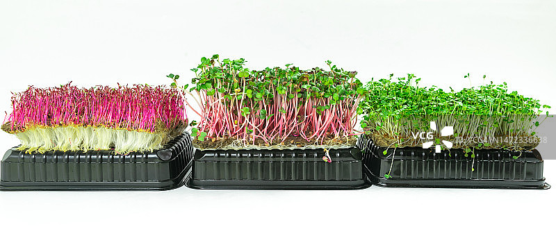 三个容器里装着生长好的微绿色嫩芽。芝麻菜和萝卜珊瑚绿豆芽和红色苋菜。图片素材