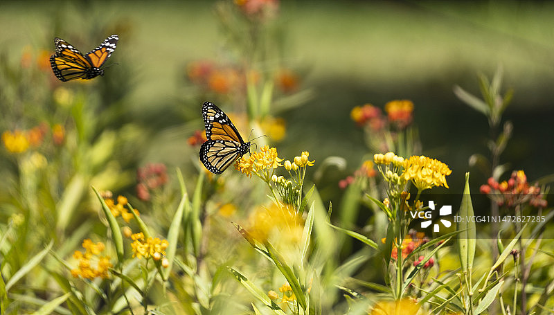 蝴蝶在黄花上授粉的特写图片素材