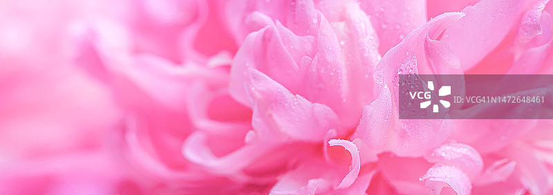 Аbstract romance background with delicate pink peonies flowers, close-up. Romantic banner图片素材