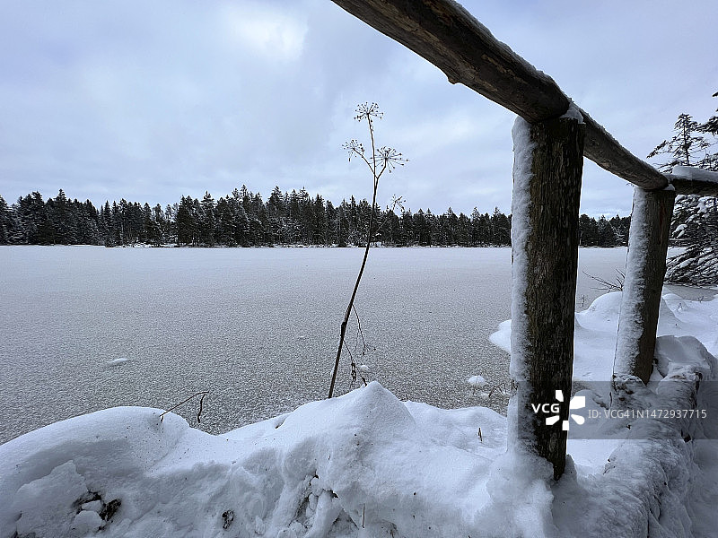 Wooden fence and plant at frozen Etang de la Gruère lake图片素材