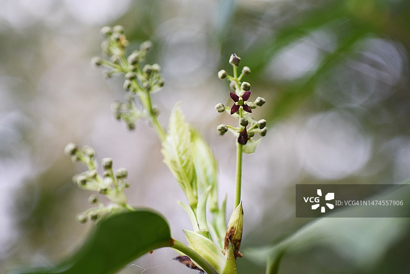 Aucuba粳稻。原产于日本，是一科常绿的雌雄异株灌木。图片素材