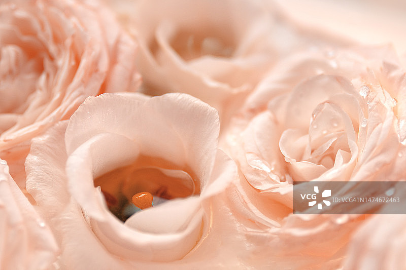 柔嫩的粉红色花朵的特写。完美的花卉背景与复制空间。春节的节日模板为国际妇女节、母亲节图片素材