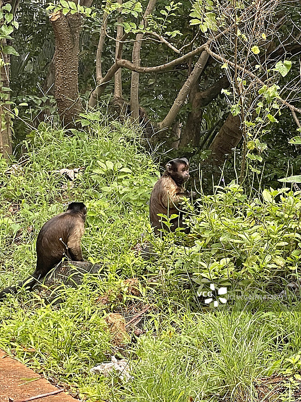 猴子在热带丛林亚马逊在法属圭亚那图片素材
