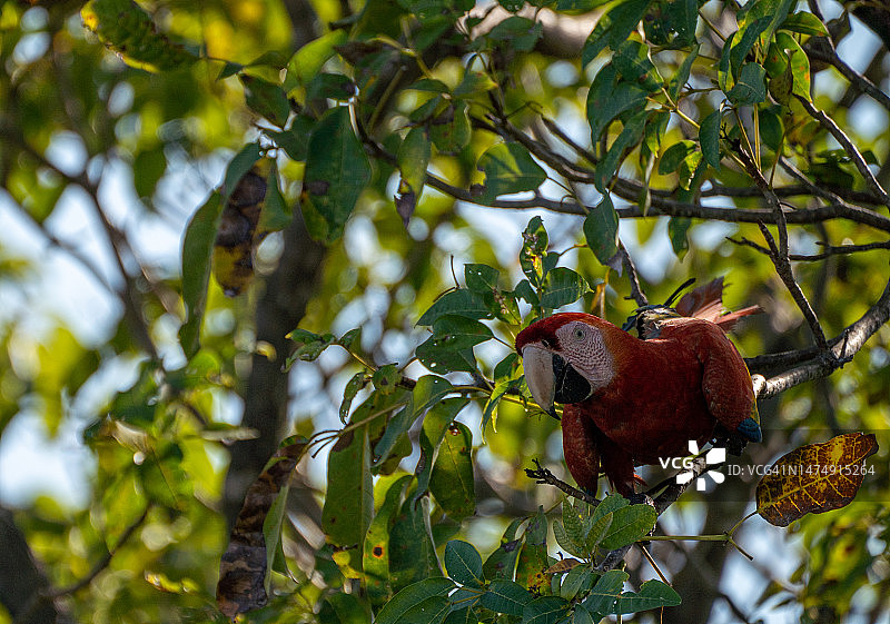 哥斯达黎加太平洋海岸曼努埃尔·安东尼奥国家公园的野生猩红金刚鹦鹉热带鸟类图片素材