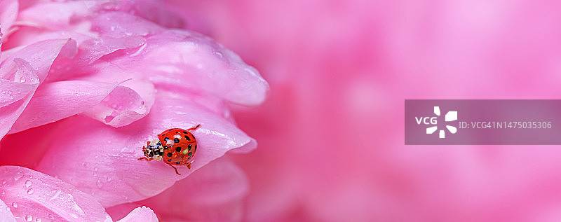 精致的粉红色牡丹花和花瓣瓢虫，选择性聚焦特写。浪漫的横幅与免费复制的文本空间图片素材