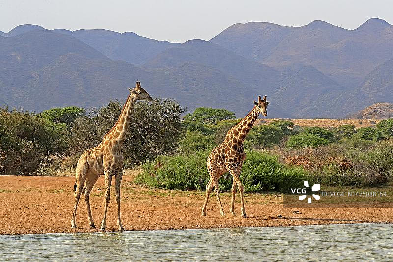 南部长颈鹿(Giraffa camelopardalis Giraffa)，成年，在水里，水坑，两只长颈鹿，茨瓦鲁野生动物保护区，卡拉哈里，南非北开普图片素材