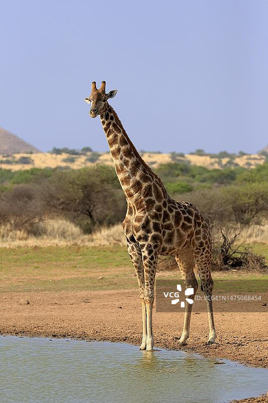 南部长颈鹿(Giraffa camelopardalis Giraffa)，成年，在南非北开普喀拉哈里岛茨瓦鲁野生动物保护区的水坑里图片素材