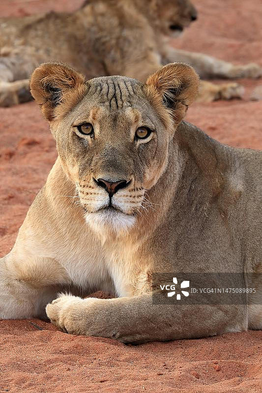 狮子(美洲豹)，成年，雌性，警觉，肖像，茨瓦鲁野生动物保护区，卡拉哈里，北开普，南非图片素材
