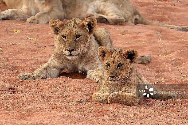 南非北开普省喀拉哈里省茨瓦鲁禁猎区，两只幼狮，警觉，正在休息，兄弟姐妹图片素材