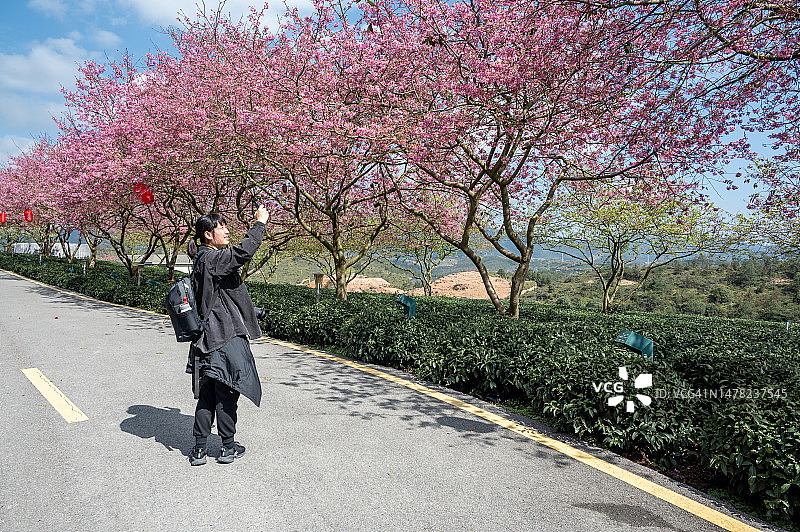 图为，一名女子正在种满樱花的茶园里拍照图片素材