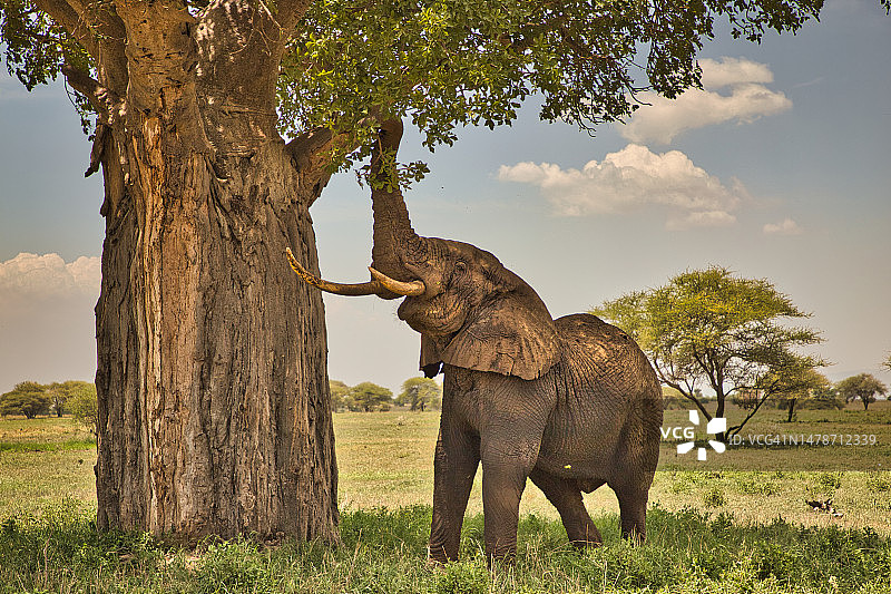 大象吃猴面包树的树枝图片素材