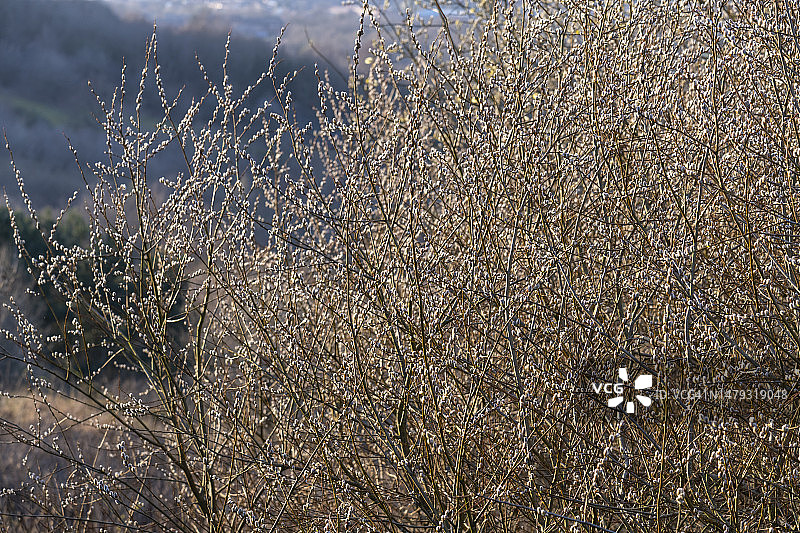 英国乡村的一棵野柳树上的大量柳絮图片素材